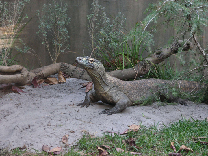 One of the world's most dangerous animals