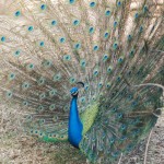Peacocks stroll around the Palm Beach Zoo, along with visitors.