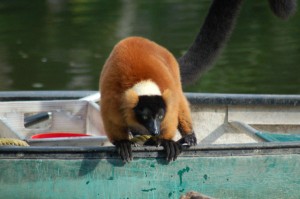 The Red Ruffed Lemur is often up to mischeif!