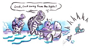 Turtle Illustration by Rollin McGrail.