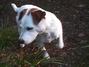 Woody, Age 6, RIP