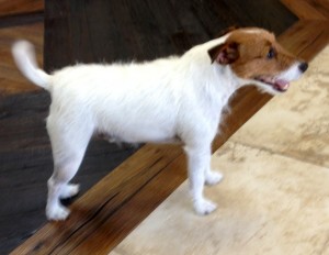 Jake1