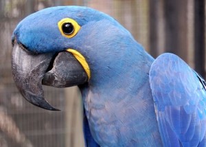 birdPBZoo