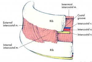 intercostal-space