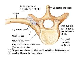 rib-anatomy